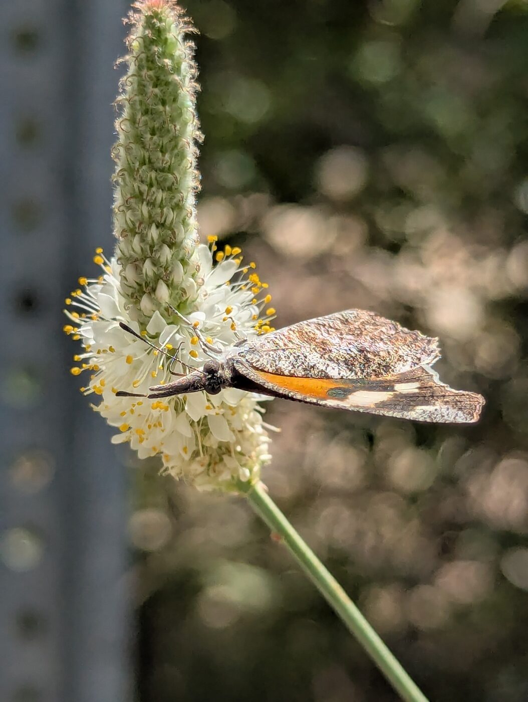 Una mariposa hocicuda en Mt. Lemmon, 30 de agosto de 2026. Foto: Rachel Stringham vía iNaturalist (CC BY).